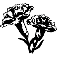 F4 – Carnations – 59