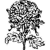 F6 – Mum – 53