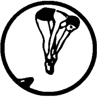 S4 – Female – Dive – 4
